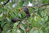 Stare bei Kirschen Obstbeeren am Baum Frchte Vgelfoto 210991 Vogelbild