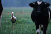 Storch zwischen Kühen Foto Nahrungssuche auf Viehweide Wiese in Masuren