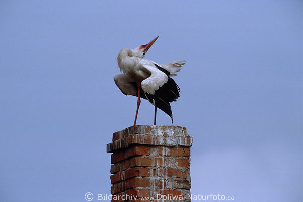 Weißstorch beim Strecken auf Kamin eines Bauernhofes vor Himmel Hintergrund