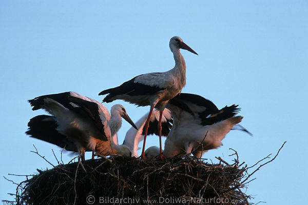 Fressende Storch-Jungen Bild im Nest Ftterung durch wachsamen Altvogel