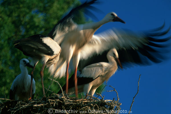 Flugversuche jungen Storches in Nest Flgel Bewegung am Himmel, in Unschrfe