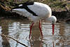 Weißstorch mit Rotschnabel lang rote Beine Vogel-Foto in Wasser Teich Nahrung suchen