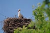 Weißer Storch Vogel Rotschnabel Foto im Nest aus Gestrüpp am grünen Baumblätter