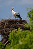 Weißstorch Rotschnabel im Nest aus Gestrüpp auf Dach Vogelfoto am grünen Laubbaum
