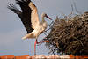 Storch auf Dachgiebel in Nest steigen Gefieder hoch flattern Foto auf Ziegeln spazieren