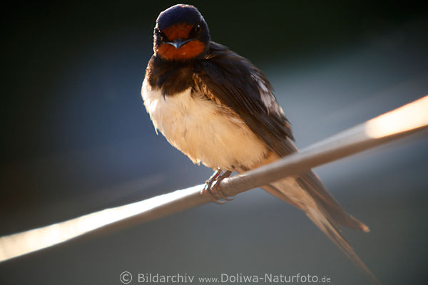 Swallow Schwalbe Hirundo rustica Landschwalbe