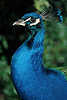 0151_ Blaue Pfau pavo cristatus, peacock picture, Pfauhahn Fasanenvogel Tierbild