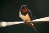 807141_ Schwalbe Tierkind Fotografie, Vogel Jungtier Hirundo rustica Bild, Junggefiederte Portrait auf Draht