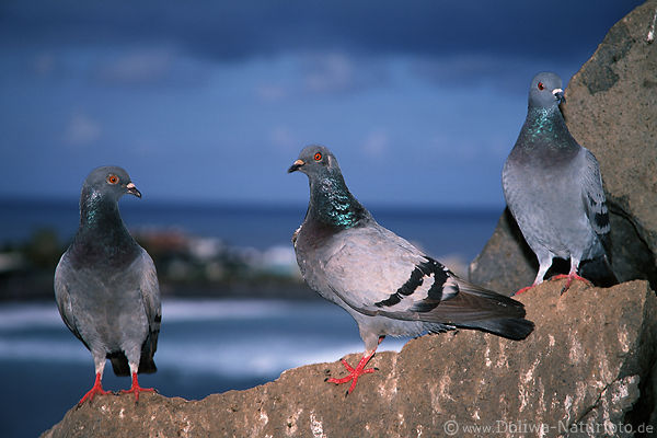 Tauben Trio auf Felsen vor Meeresbucht bei Puerto Cruz