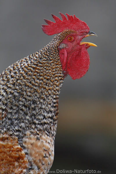 Krhender Hahn Gockel heimischer Zuchtvogel Kopf roter Kamm Foto bei Krhen