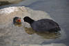 Blässhuhn-Baby Küken gefüttert vom Altvogel in Wasser Foto neugeschlüpft Nachwuchs