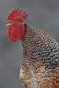 Der Hahn kräht auf Bauernhof männliches Huhnvogel Foto vorm Hühnerstall Zuchtvogel krähend in Nahbild