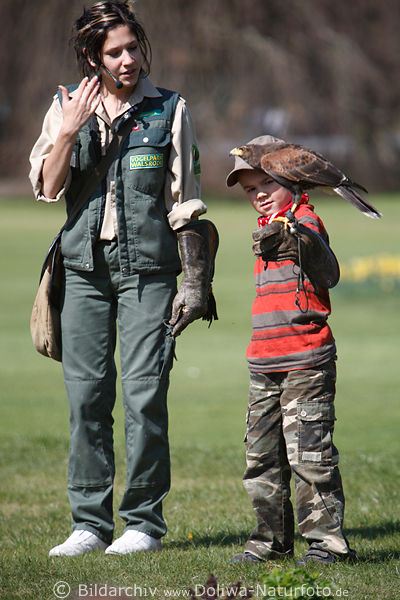 Kind kleiner Junge mit Greifvogel an Hand halten bei Flugschau in Vogelpark Walsrode