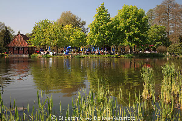 Teich mit Wasser Foto am Schilf in Garten Vogelpark Walsrode, Tierparkbesuch Bild Ausflug
