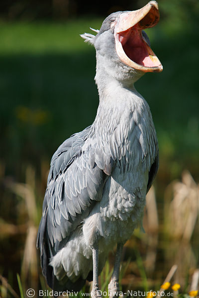 Schuhschnabel Foto beim Ghnen, exotischer grauer Sumpfvogel ffnet seinen Riesenschnabel