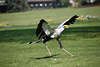 Sekretr Foto, exotischer schlanker Greifvogel Sagittarius serpentarius Bild aus Vogelpark Walsrode