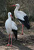 Weisse Störche Vögel Paar Tierporträt mit viel Harmonie in Bild, Fotografie im Stehen
