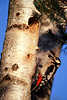 0374_ Buntspecht Bilder mit Beute Nest klettern Dendrocopos Major Spechtfotos