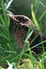 Wacholderdrossel - Turdus pilaris Jungvogel Foto Porträt