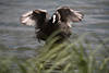 Blässhuhn Wasservogel flattert Gefieder Schwarzflügel Wildlife Naturfoto