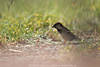 Sperling Männchen Jagdportrait Wildlife-Photo Singvogel