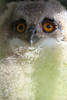 Uhu-Baby flaumige Eule in Daunen Federn süsser Jungvogel Foto