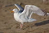 Möwe-Eleganz Vogelbild auf Sand zu Fuß laufen Naturporträt Weißtier mit Flügel
