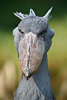 904358_ Schuhschnabel Blick in die Augen Foto, grauer exotischer Sumpfvogel riesiger Schnabel Fotografie