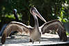 904580_ Pelikane Fotografien, Braunpelikan Pelecanus occidentalis Foto, Wasservögel mit langen Flügelbreite