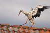 Storch Bild auf Dachgiebel Ziegeln spazieren Vogel breite Flügel flattern in Pose