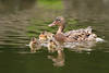 44382_ Entenfamilie Vögelmutter+süsse Küken Naturbild auf Wasser schwimmen