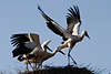 Störche Jungvogel Flugversuche im Storchennest Foto, flattern mit Flügeln Bewegung am Himmel