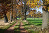 Feldallee in Herbst Naturfoto Bäume Landweg Laub in Seitenlicht Blätter Stimmung Naturbild