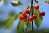 Kirschen-Obstzweig Foto Rotfrüchte reifen in Grünblättern Designbild vor helles Blauhimmel