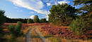 Heideblüte Wanderweg-Naturpanorama