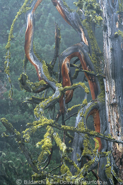 Urwald bizarre Vegetation: Baum krause ste in Nebelfeuchte Sdtirols Nationalpark Stilfserjoch Naturbild
