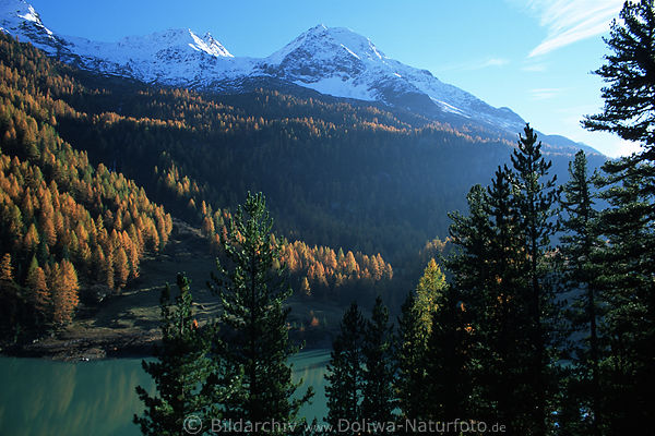 Zufrittspitzen Gipfel im Schnee, Lrchenwald Berghnge Sdtirols Alpen, Natur in Herbst, Martelltal