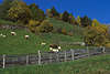 0713_Martelltal Berghang Weide Herbstfoto Schafe Khe Grnwiese Landwirtschaft in Alpen