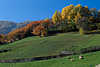 0772_Almbume Herbstfarben Foto Sdtirol Martelltal Bergwiese Schafe Mond am Blauhimmel Naturbilder