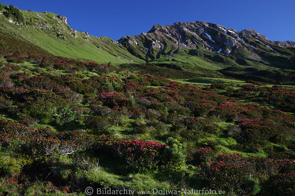 Almenrausch rosa-rot Blten grne Berglandschaft Naturfoto Alpenrosen Seiser Alm