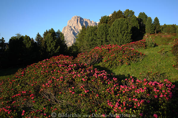 Alpenrosen rostrot Bltenpracht SeiserAlm Wildblumenfeld Naturfoto Dolomiten Langkofel Berg