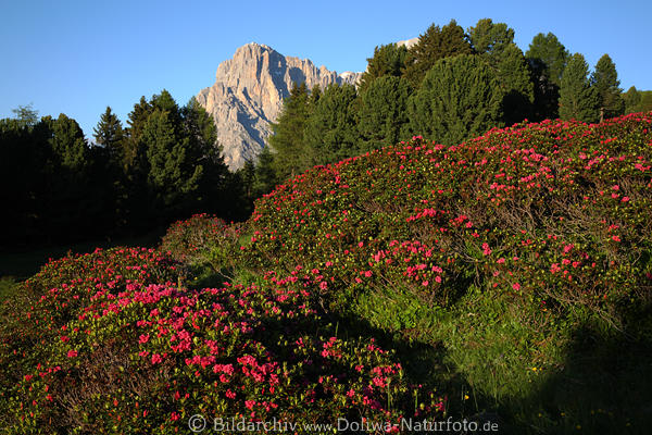 Alpenrosen Bltenfeld Fotoaufnahme SeiserAlm rostrot Wildrosen Dolomiten Naturblte