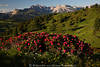 1101742_Alpenrosen Wildblumenblüte Naturfoto vor Bergpanorama Geislerspitzen SeiserAlm Berglandschaft