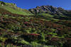 1101759_Almenrausch rosa-rot Blüten grüne Berglandschaft Naturfoto Alpenrosen Naturidylle auf Seiser Alm