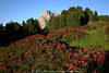 1101775_Alpenrosen rostrote Blütenpracht Foto SeiserAlm Wildblumenfeld Naturbild Dolomiten Berg Langkofel Felsen