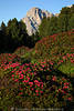 1101779_Almrosen Blütenfeld Naturfoto SeiserAlm Bergblumen vor Dolomiten Langkofel Felsen in Naturbild