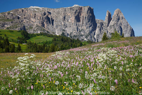 Dolomiten Seiser Alm wilde Bergblumen Frhlingsbltenteppich Naturfoto vor Schlern Felspanorama