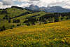 1101153_Seiser Almwiese Wildblumen Gelbblte in Hochplateau Panorama  Landschaftsfotos vor Dolomiten Gipfel