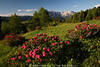 1101737_Seiser Almrosen blühende Sträucher Naturfoto Dolomiten grüne Bergidylle Bäume Wiese Panorama