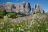1101138 Dolomiten Frhling Naturbilder Seiser Almblte Wildblumenfeld vor Schlern Berglandschaft-Panorama
